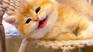 Does your cat laugh so loudly#kittycat #cutebaby #meow #happycat #laughing #funnycat #fyp #funnyvideos