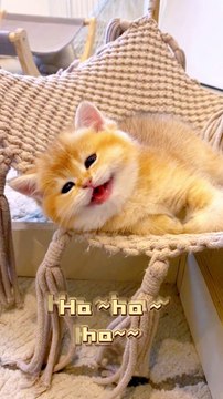 Does your cat laugh so loudly#kittycat #cutebaby #meow #happycat #laughing #funnycat #fyp #funnyvideos