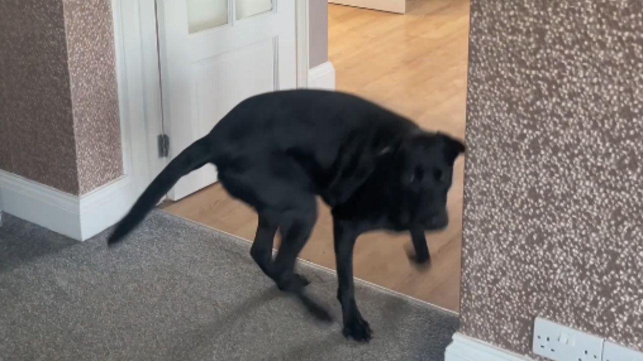 'I Think my Dog is Broken' - Doggo can't help but keep walking backward through doors