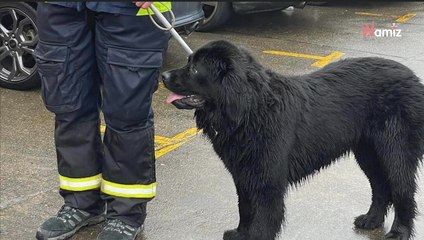 Un Terre-Neuve sauve un Golden Retriever de la noyade