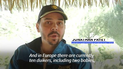 First baby yellow-backed duiker born in French zoo