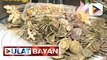 Paniniwala sa mga anting-anting o agimat, parte ng kultura at tradisyon ng mga Pilipino