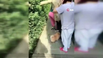 Banu Parlak’ın ağızlıksız sokağa çıkardığı köpek başka köpeği parçalayarak öldürdü