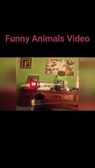 The Funniest Fails and Bloopers (Try Not to Laugh Challenge) part-45