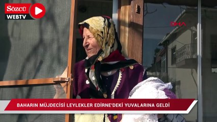 Baharın müjdecisi leylekler Edirne’deki yuvalarına geldi