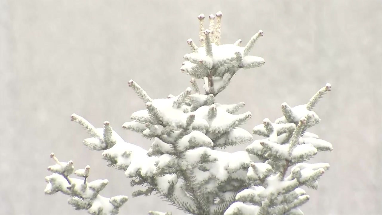 [날씨] 강원 산간 대설특보, 밤사이 20cm 폭설...내륙도 최고 40mm 비 / YTN