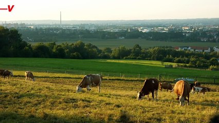 Experts Say Nature Did Not 'Heal' During The Pandemic As Many Suspected