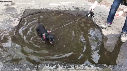 Dog takes a dip in UK's oldest pothole