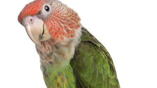 Parrots love touchscreen games