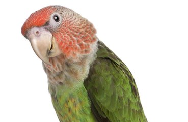 Parrots love touchscreen games