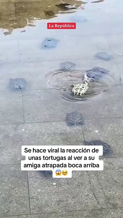 Tortugas Virales