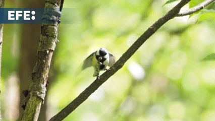 Descubren que una especie de ave 'gesticula' para ceder el paso a su pareja