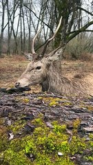 Deer Gets Up Close and Personal With Photographer's Lens