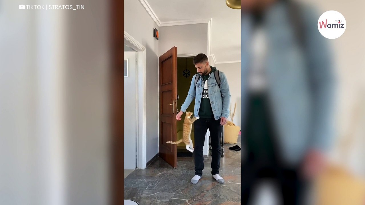 Cat waits for owner; people speechless when they see what she has in store for him
