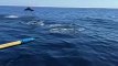 Nager avec des dauphins à Bali