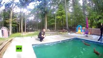 Policías rescatan a cervatillos de una piscina en Estados Unidos