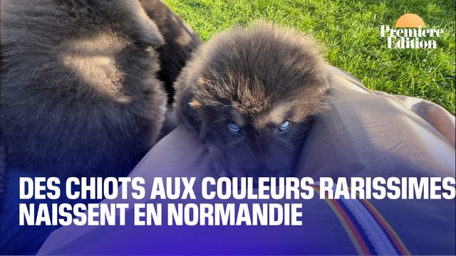 Les dogues du Tibet, des chiots aux couleurs rarissimes voient le jour en Normandie