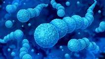 Augmentation inquiétante des cas d'infection par une bactérie mortelle au Japon : les informations essentielles