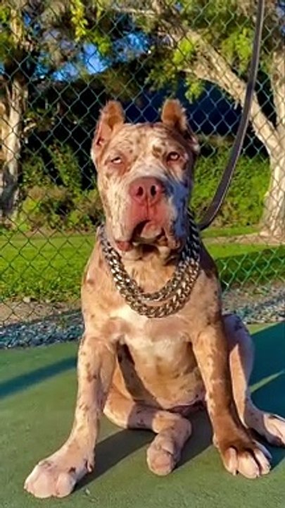 M A L I C E      Is no longer available, shes now part of @Dirty South Frenchies family