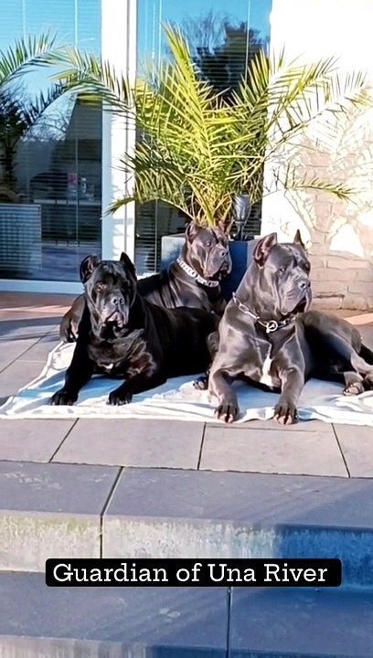 American dogs