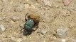 True fact about dung beetle | गोबर बीटल | beetle