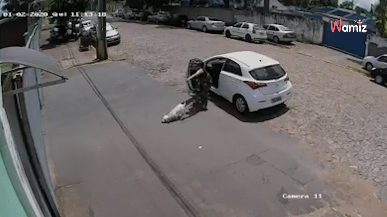 Kamera filmt heimlich, was ein Frauchen mit einem behinderten Hund anstellt