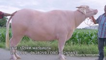 เจ้าพลายสยาม88 ลูกแก้วฟ้าควายเผือก เต๋อพาเที่ยว