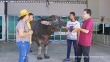 เจ้าทองแดงหลานช้างอุทัย พ่อพันธุ์ควายยักษ์ พี่อุสมาลย์ ปาทานฟาร์ม EP1 เต๋อพาเที่ยว