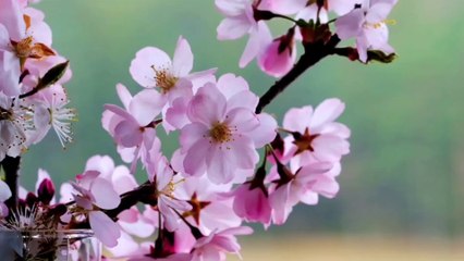 Hasret güllerini serdik yollara / müziksiz ilahi