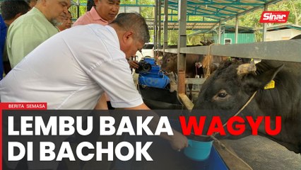 Bachok perintis lembu baka wagyu