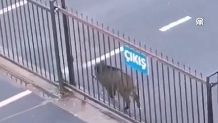 İstanbul'da domuzlar ilçe merkezine indi
