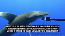 Rare Footage Of The Oceanic Whitetip Shark Captured Off The Cayman Islands