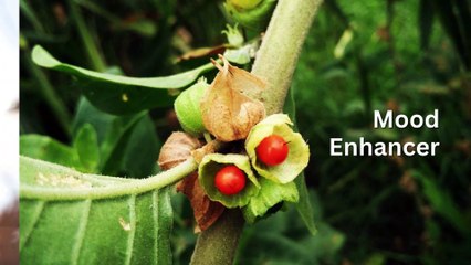 The Power of Ashwagandha: 7 Revealing Health Benefits of Ashwagandha!