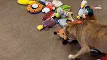 Psy ze schroniska mogły wybrać sobie nową zabawkę na święta. Ich radość poruszyła 3,3 miliona osób! (video)