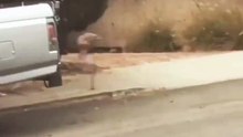 What is he chasing??