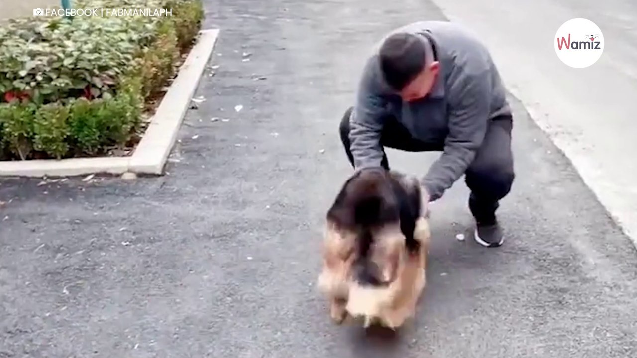 Emerytowany pies policyjny spotyka po latach byłego opiekuna: jego radość jest nie do opisania  (video)