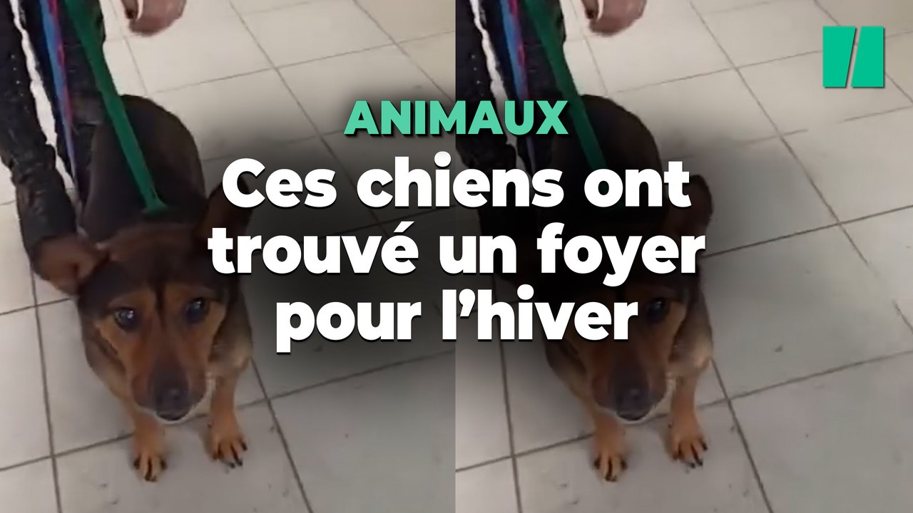 Ce refuge polonais qui voulait sauver ses chiens du froid est ému par la réaction des habitants 