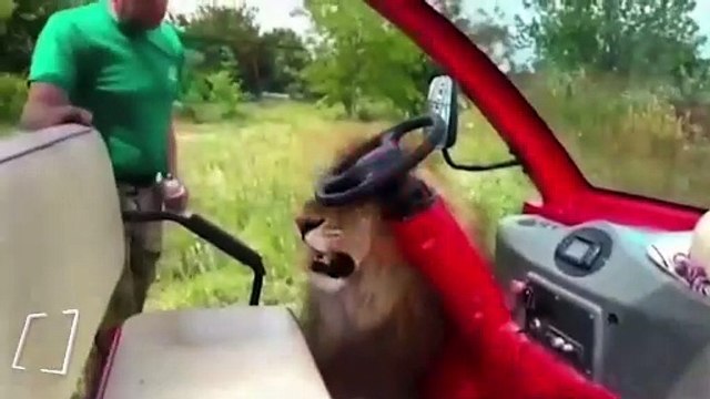 Arabanın koltuğunu ısıran aslanı döven adam