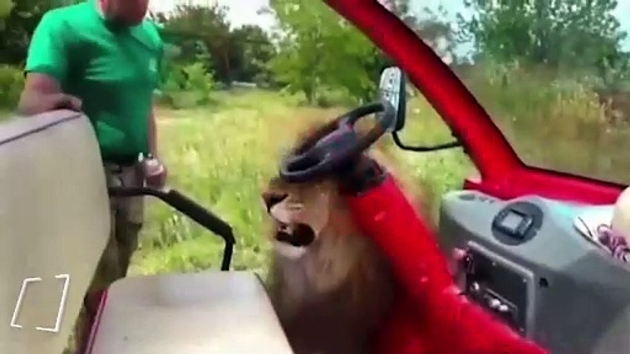 Arabanın koltuğunu ısıran aslanı döven adam