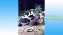 Vídeos de animais engraçados 2022 - Impossível não rir - Videos engraçados #1
