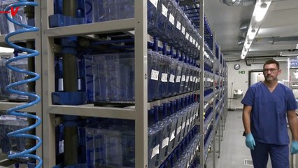 These Tiny Fish May Provide the Next Medical Breakthrough