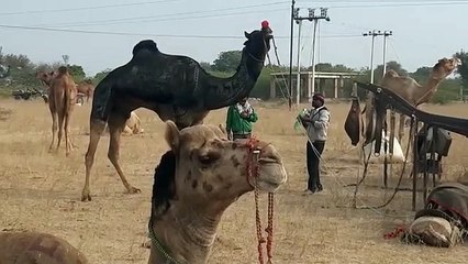 Tải video: रामदेव पशु मेला में परंपरागत भारतीय खेलों की प्रतियोगिता में भाग लेने के लिए आते थे विदेशी सैलानी.......