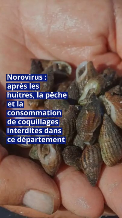 Norovirus : après les huitres, la pêche et la consommation de coquillages interdites dans ce département