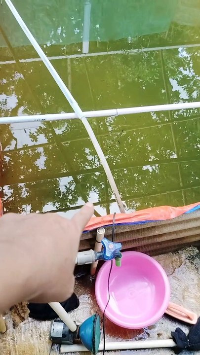 Lanjut melakukan pergantian air kolam, larva lele sumringah nemu air baru