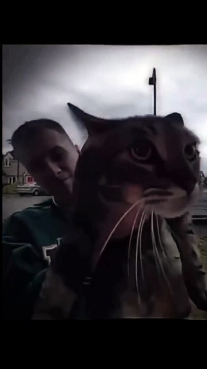 Kucing phonk pets cat
