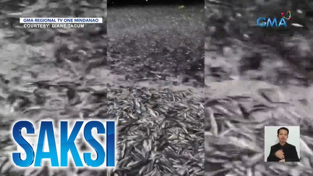 Pagdami ng isdang tamban sa Sarangani, posibleng dahil sa upwelling at beaching | Saksi