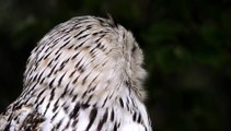 owl animal bird nature feather