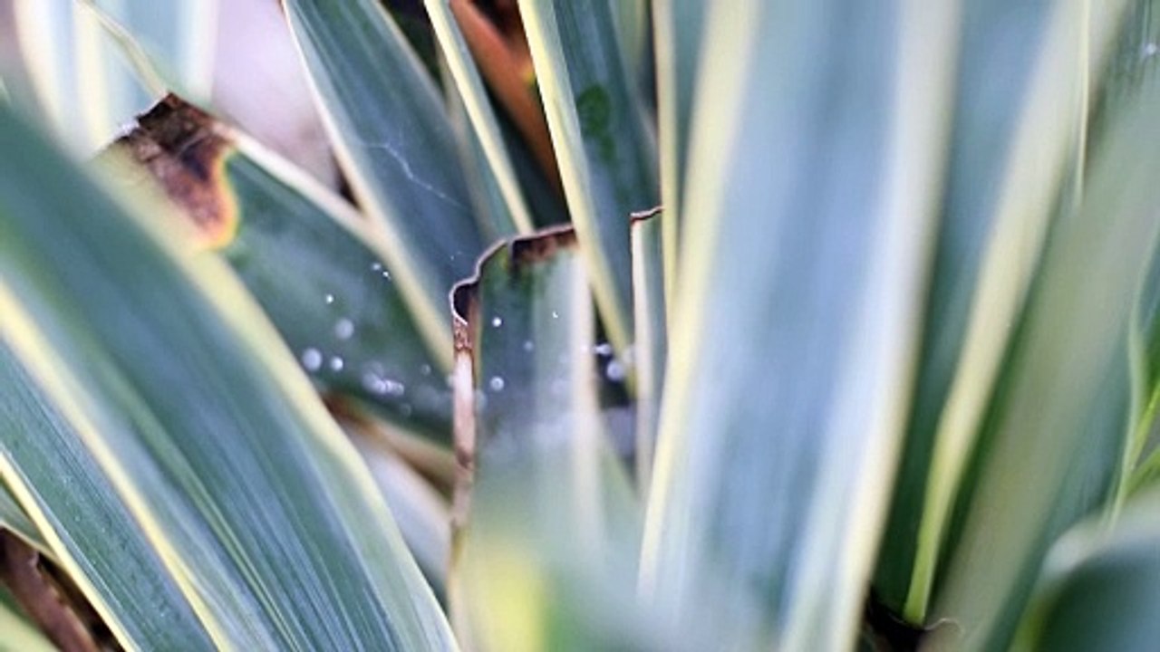 Snow falling in Portsmouth on Monday 8th January 2024