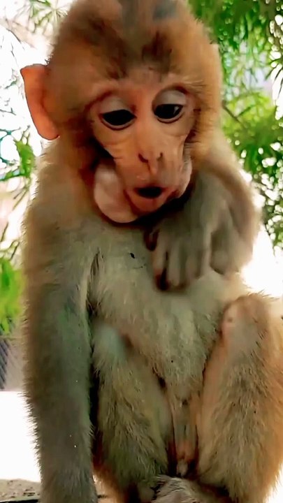 Mankey Short Video, Animals Video, New Video, Viral Animals Video, Trending Animals Video, Trending Video, Viral Video#Animals#Mankeyvideo#Bandar