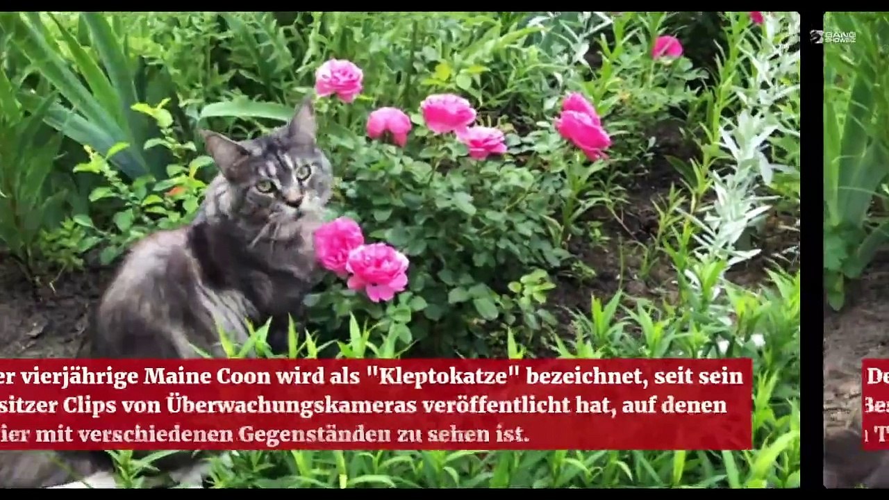 Kleptomanische Katze endlich vor der Kamera erwischt